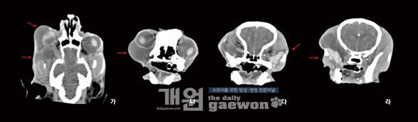 [그림6] CT검사. dorsal view(가), axial view(나-라). 조영 후 영상에서 우측 날개근(pterygoid muscle)과 권골선 사이에 권골선 유래의 낭종이 확인되고, 이 종괴가 안구의 복측부터 전측으로 이어지고 있다. 이로 인해 동측 안구가 외측 및 배측 변위 되었다. 가. 안구 아래 및 후방에 저류한 저밀도 종괴가 보인다. 나. 안구 아래 종괴가 보인다. 다. 대측의 정상적인 위치의 권골선. 라. 정상위치보다 후방으로 밀려 있는 권골선이 보인다.