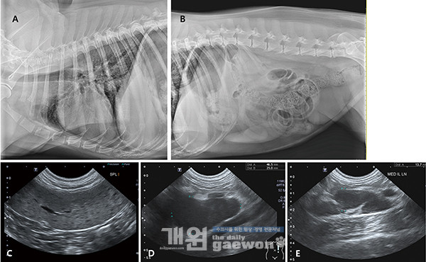 [Fig 1] 방사선 사진과 복부초음파검사 사진. C는 비장 내에서 military nodule이 다발성으로 관찰되고, D와 E는 종대된 복강 내 림프절이다.