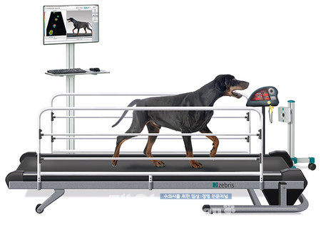 Treadmill Type